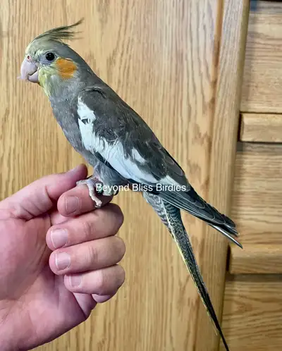 SOLD pending pickup - Male cockatiel baby, View more