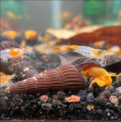 Freshwater Snails Delivered Across Canada, View more