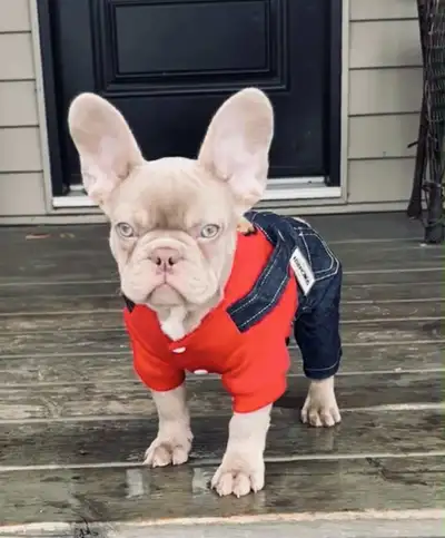 Quality dna  tested 2yr health guarantee French Bulldogs, View more