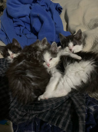 Indoor Kittens