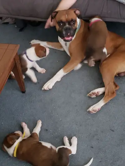 Boxer/Bernese Puppies – Vet Checked, Family Raised – $800 each, View more