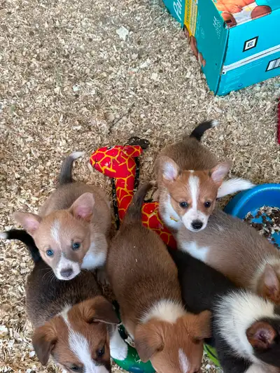 Corgi puppies, View more