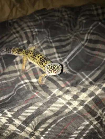 My Leopard gecko is a rescue and her name is Coco. She hasn’t been eating properly and I’ve been wor...