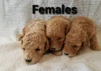 Mini Golden Doodle Puppies