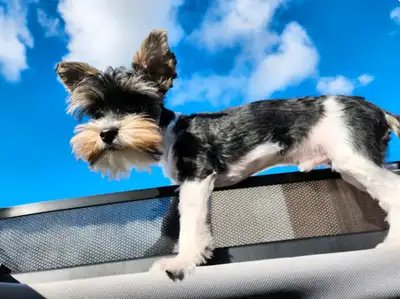 2 year old Biewer Terrier Male Dog with some supplies, View more