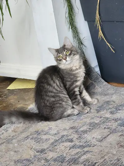 2 chatons mâle. Habitué avec les enfants. Affectueux