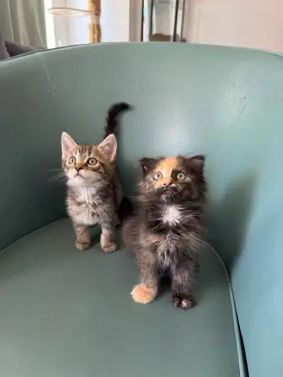 Scottishfold & Mainecoon Mixed Kitten, View more