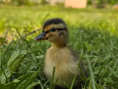 4 call Ducklings. A week and a half old now. All same colour. $30/duck or 2/$50 Woodstock