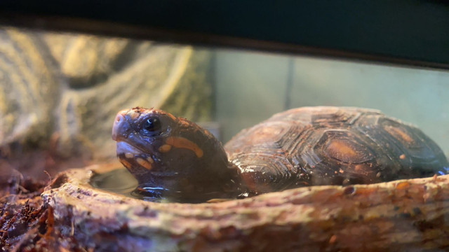 Tortoises for sale!  in Reptiles & Amphibians for Rehoming in Kamloops - Image 2