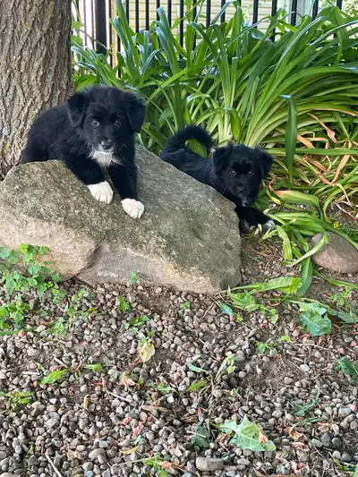 2 Unique Pups!!! They need safe and loving home soon!, View more