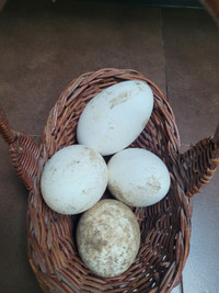 Fertilized goose endom cross African hatching eggs $5per egg
