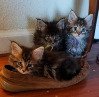 Purebred Maine Coon Kittens For Adoption