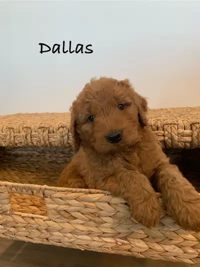 Adorable Goldendoodles for sale, View more