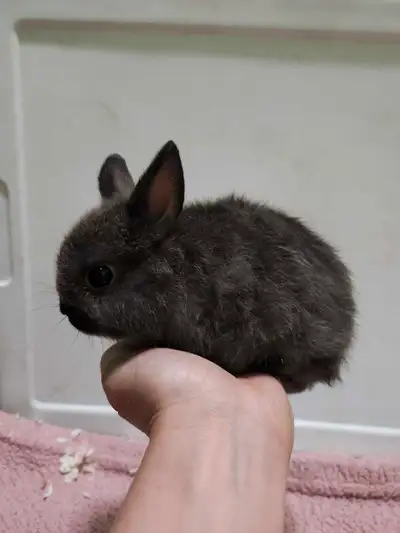 Deux bébés lapins pret a trouvé une famille pour la vie, ils ont neuf semaines. Le ptit brun mâle, l...