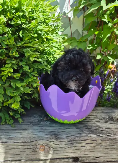 Adorable "Cookies and Cream" Maltipoo Puppies, View more