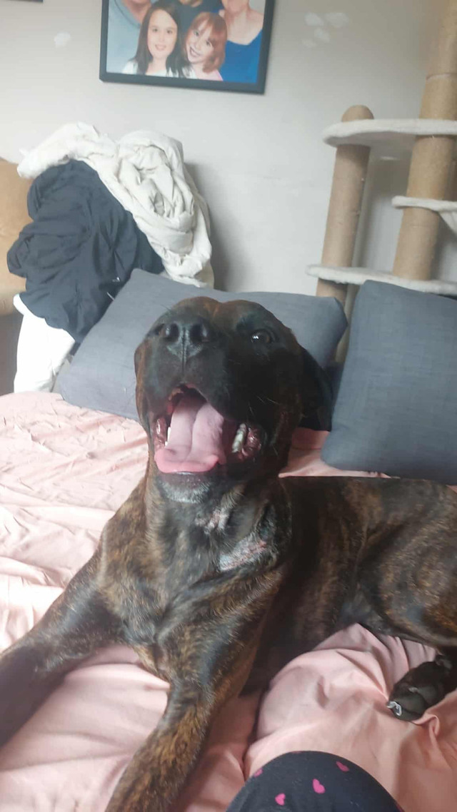 Hi my name is Diesel in Dogs & Puppies for Rehoming in City of Halifax - Image 4