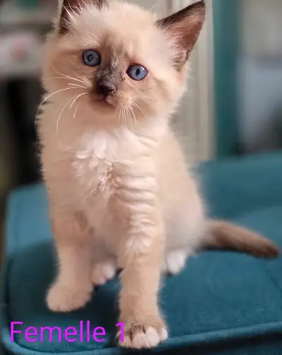 3 Chatons Femelle Ragdoll **Magnifique **, View more