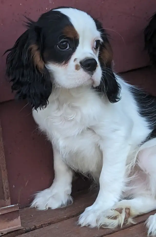 Cavalier King Charles Spaniel Puppies in Dogs & Puppies for Rehoming in City of Toronto - Image 6