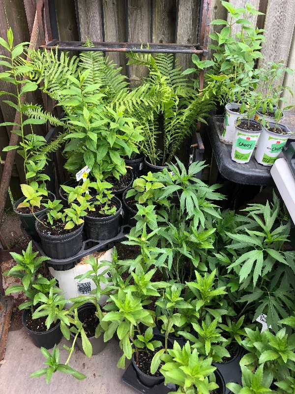 Plants and Plants Plants, Fertilizer & Soil London Kijiji