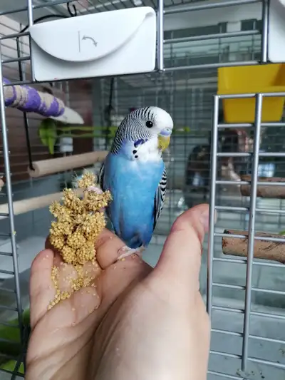 Budgie, young budgies . Trained Cage is optional, View more