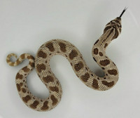 Western Hognose Snake