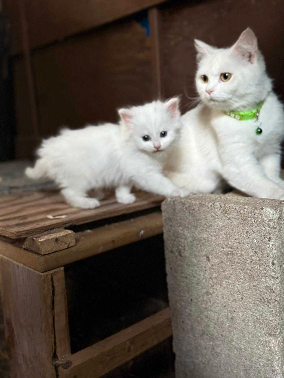 Munchkin kitchens | Cats & Kittens for Rehoming | Norfolk County | Free ...