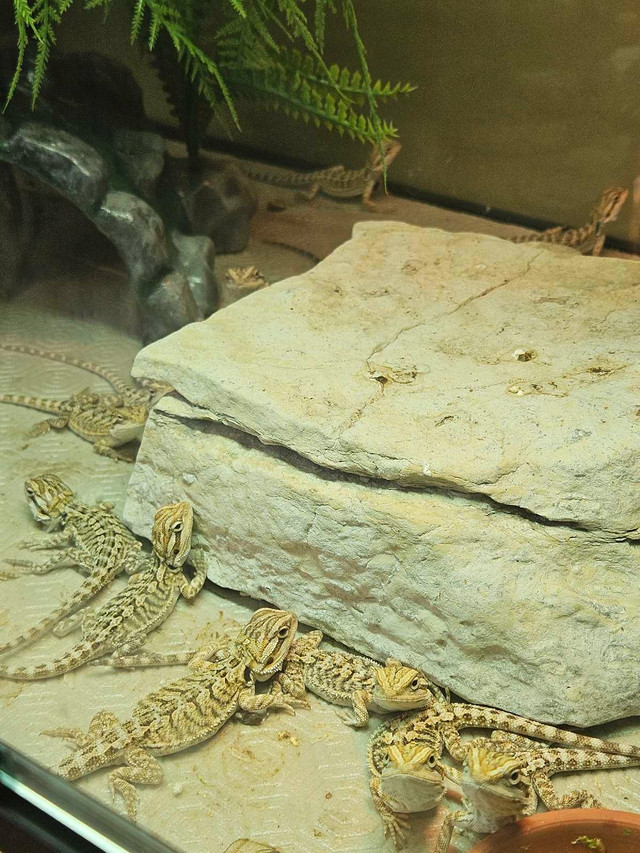 Bébés Dragon Barbu in Reptiles & Amphibians for Rehoming in Gatineau - Image 2
