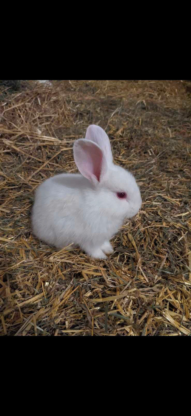 White Bunnies. Rabbit Pets . in Small Animals for Rehoming in Red Deer