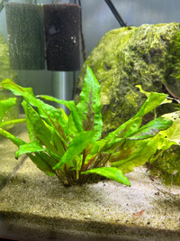 Aquarium Plant - Cryptocoryne wendtii 'Brown' and 'Green'