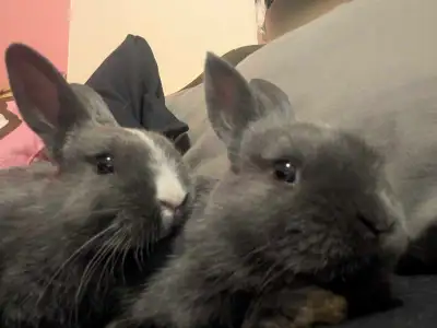 rabbits for adoption, View more