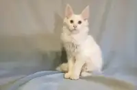 Maine Coon Kittens in Vancouver