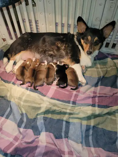 Welsh Corgis Pembroke, View more