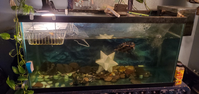 90 Galons aquarium with TURTLE-pump-accessories for sale in Reptiles & Amphibians for Rehoming in Gatineau