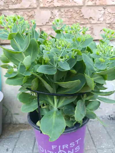 Healthy Sedum Plant, View more