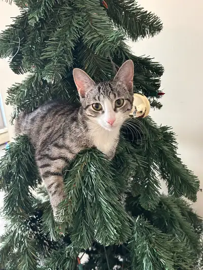 young cat for rehoming , View more