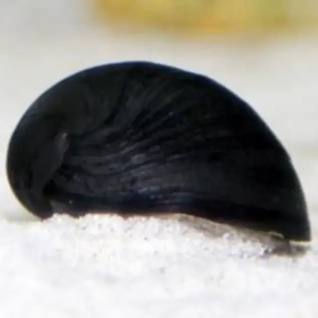Nerite Snails That Actually Clean Your Tank in Fish for Rehoming in Kitchener / Waterloo - Image 4