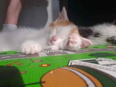 1 Mix Bengal Boy Kitten ( Pumpkin), View more