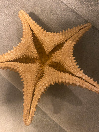 Star fish - natural vintage  one - 