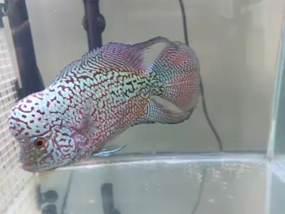 Beautiful Imported Male Flowerhorn Cichlid, View more
