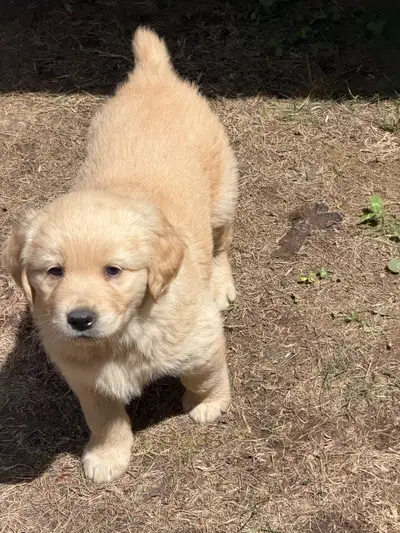 Chiot Golden Retriever, View more
