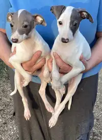 Italian Greyhound Puppies