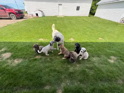 Born April 6 almost 9 weeks old. The tree brown ones are male, and the black one and the two white o...