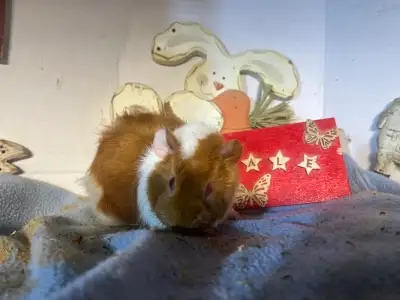 female guinea pigs 4 to 6 weeks old, View more