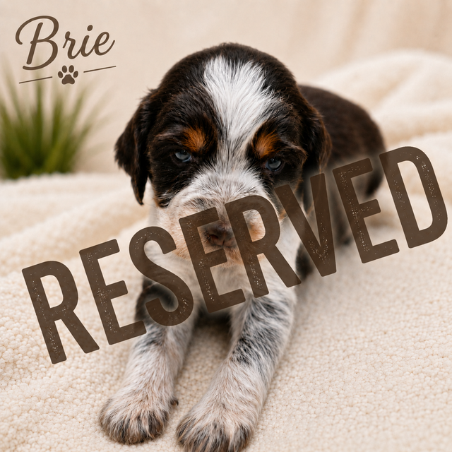 Purebred CKC English Springer Spaniel Puppies in Dogs & Puppies for Rehoming in London - Image 8