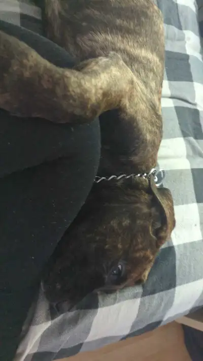 Cane Corso pure race de 4 mois, View more