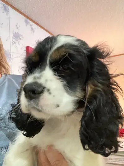 Cocker Spaniel puppies, View more