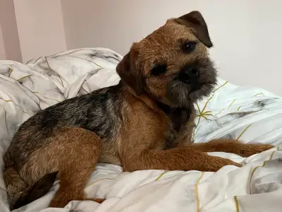 14 Month old male - House / Crate Trained Loves life , Kids and all Dogs . UTD on vaccines & Microch...