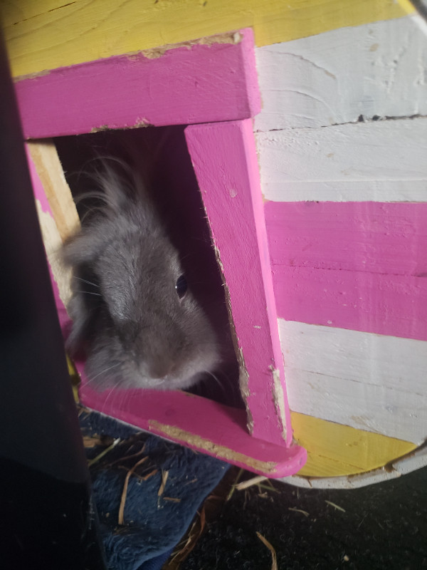 two bunnys in Small Animals for Rehoming in City of Halifax - Image 2