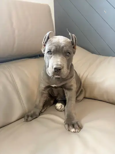 RARE CANE CORSO, View more