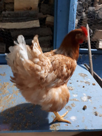 Poules pondeuses brunes de 19 semaines disponible :D